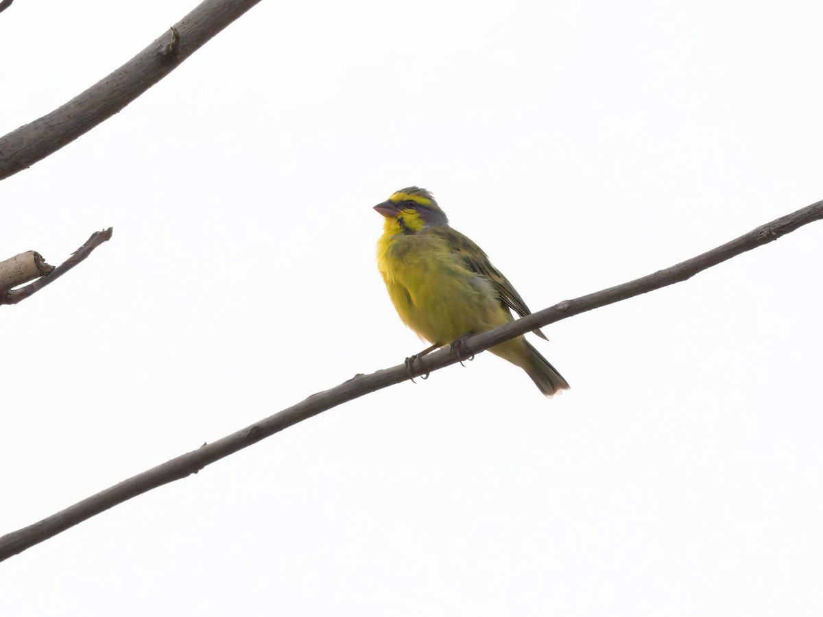 Yellow-fronted Canary - ML646340229