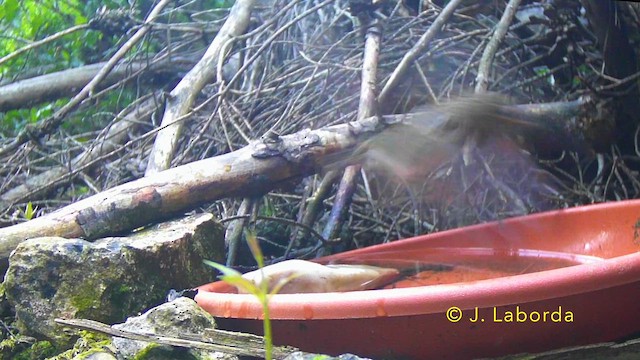 červenka obecná - ML646340230