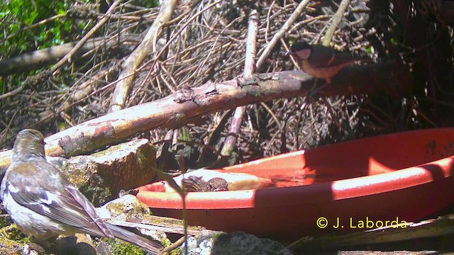 červenka obecná - ML646340231