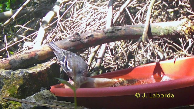 pěnkava obecná - ML646340236