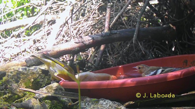 pěnkava obecná - ML646340238