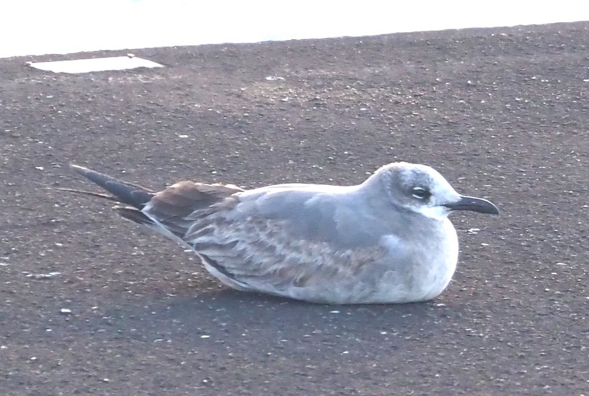 lattermåke - ML646340239