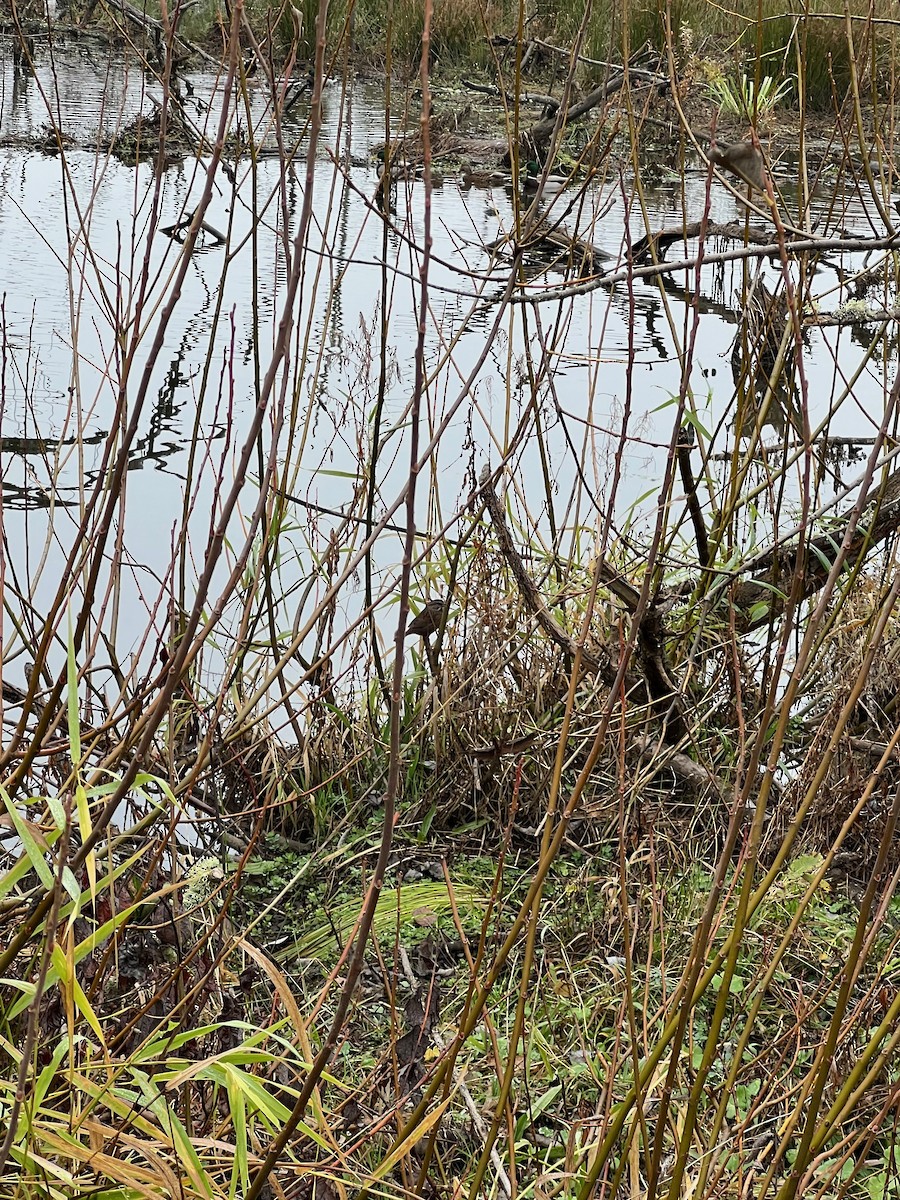 Song Sparrow - ML646340240