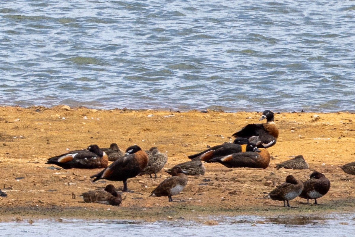 Галагаз австралійський - ML646340243