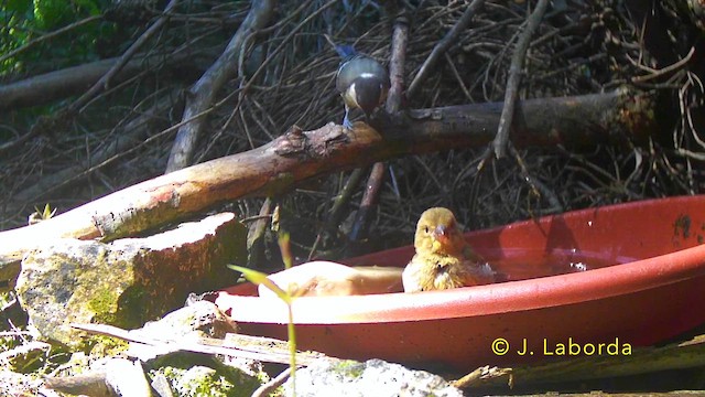 zvonek zelený - ML646340244