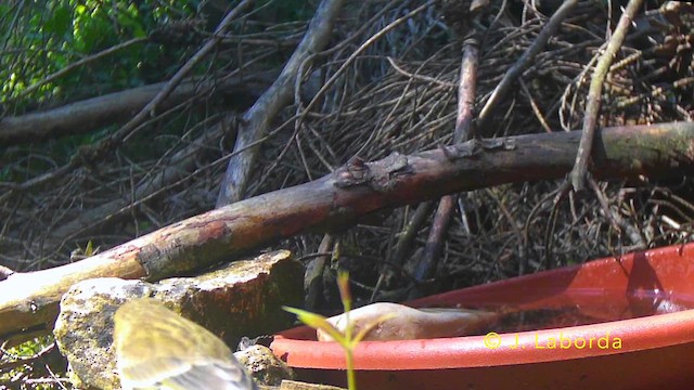 zvonek zelený - ML646340247