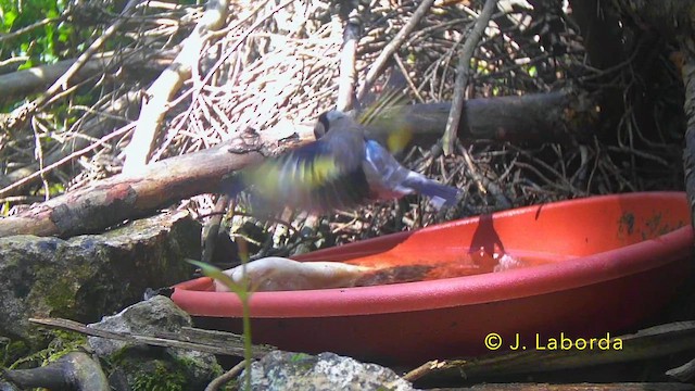 stehlík obecný - ML646340259