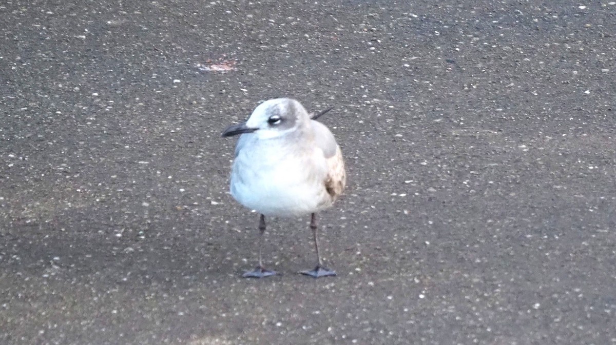 lattermåke - ML646340264