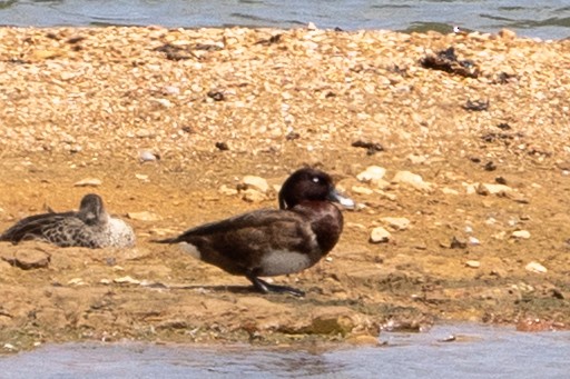 Hardhead - ML646340265