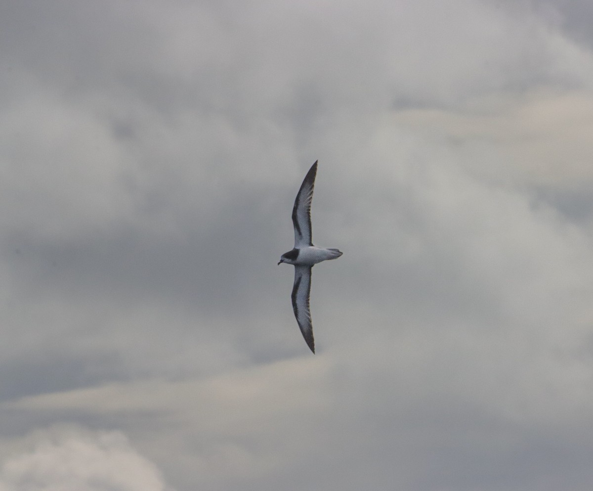 Gould's Petrel - ML646340267