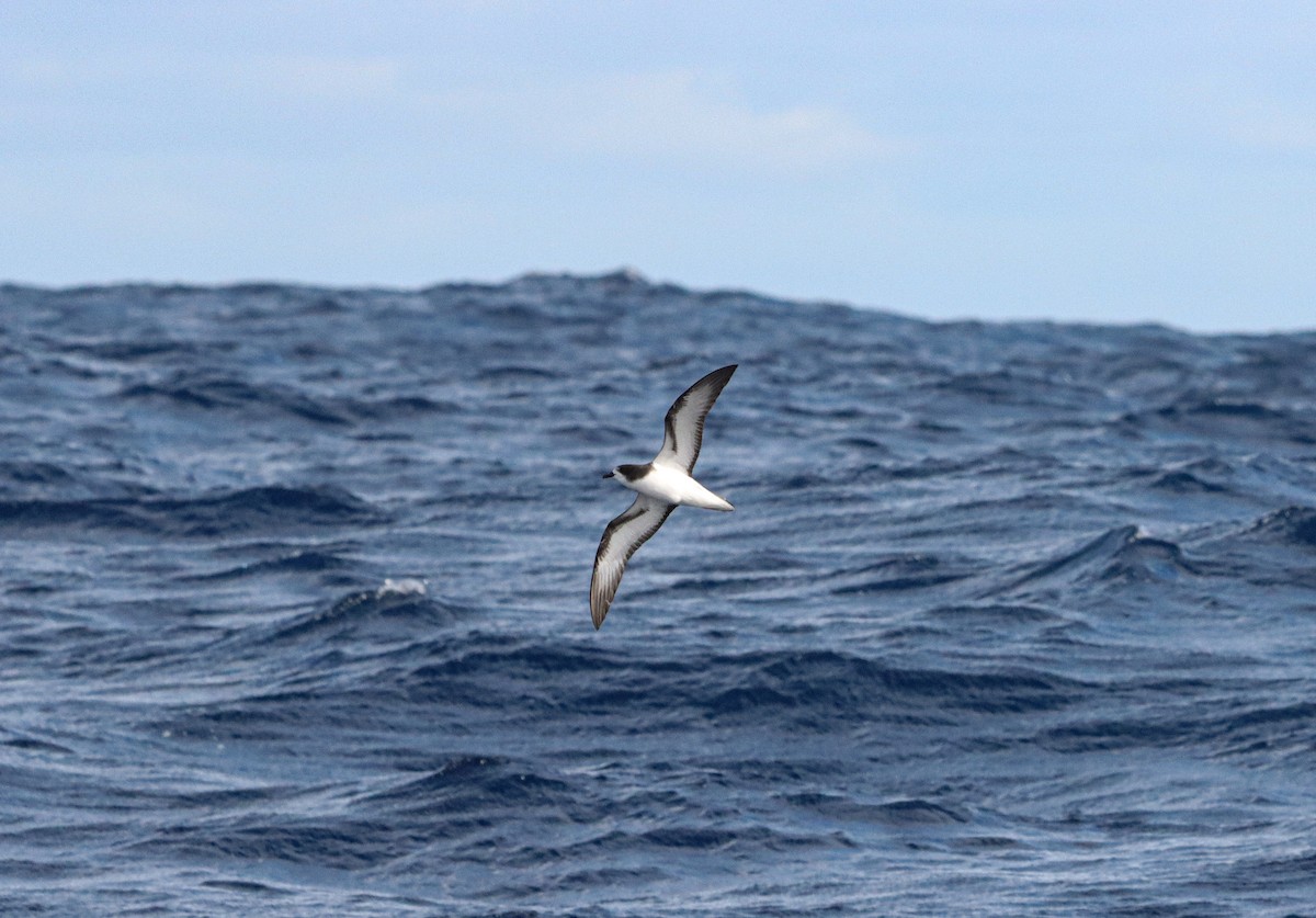 Gould's Petrel - ML646340269