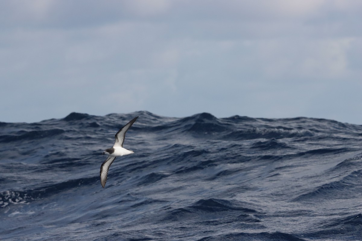 Gould's Petrel - ML646340270