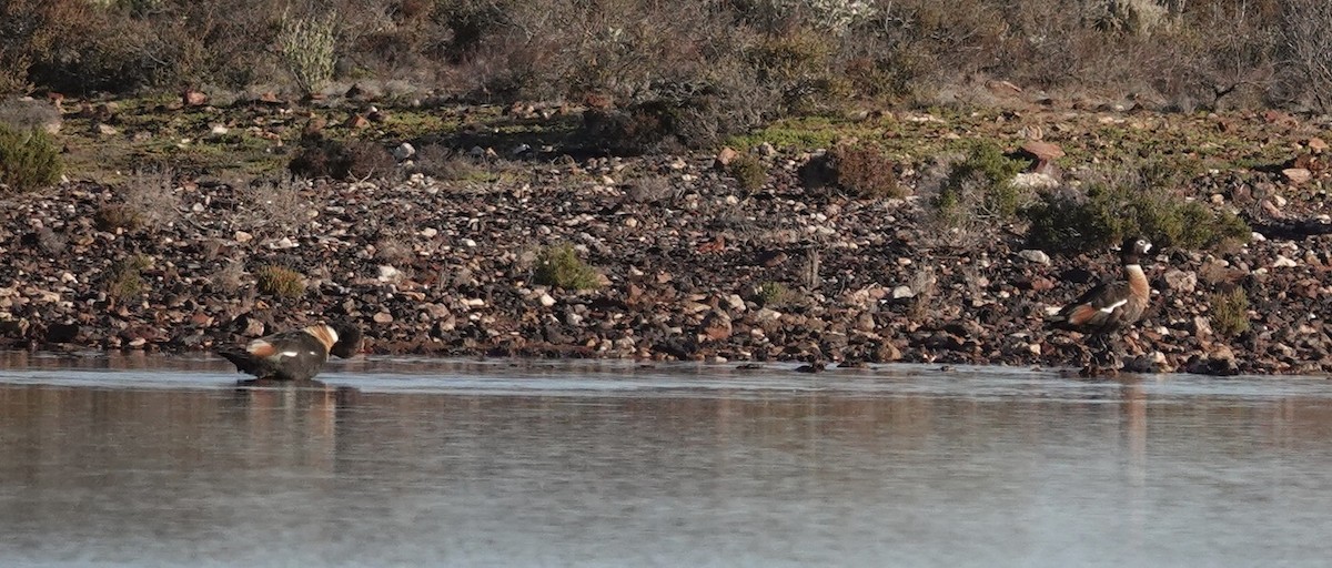 Галагаз австралійський - ML646340272