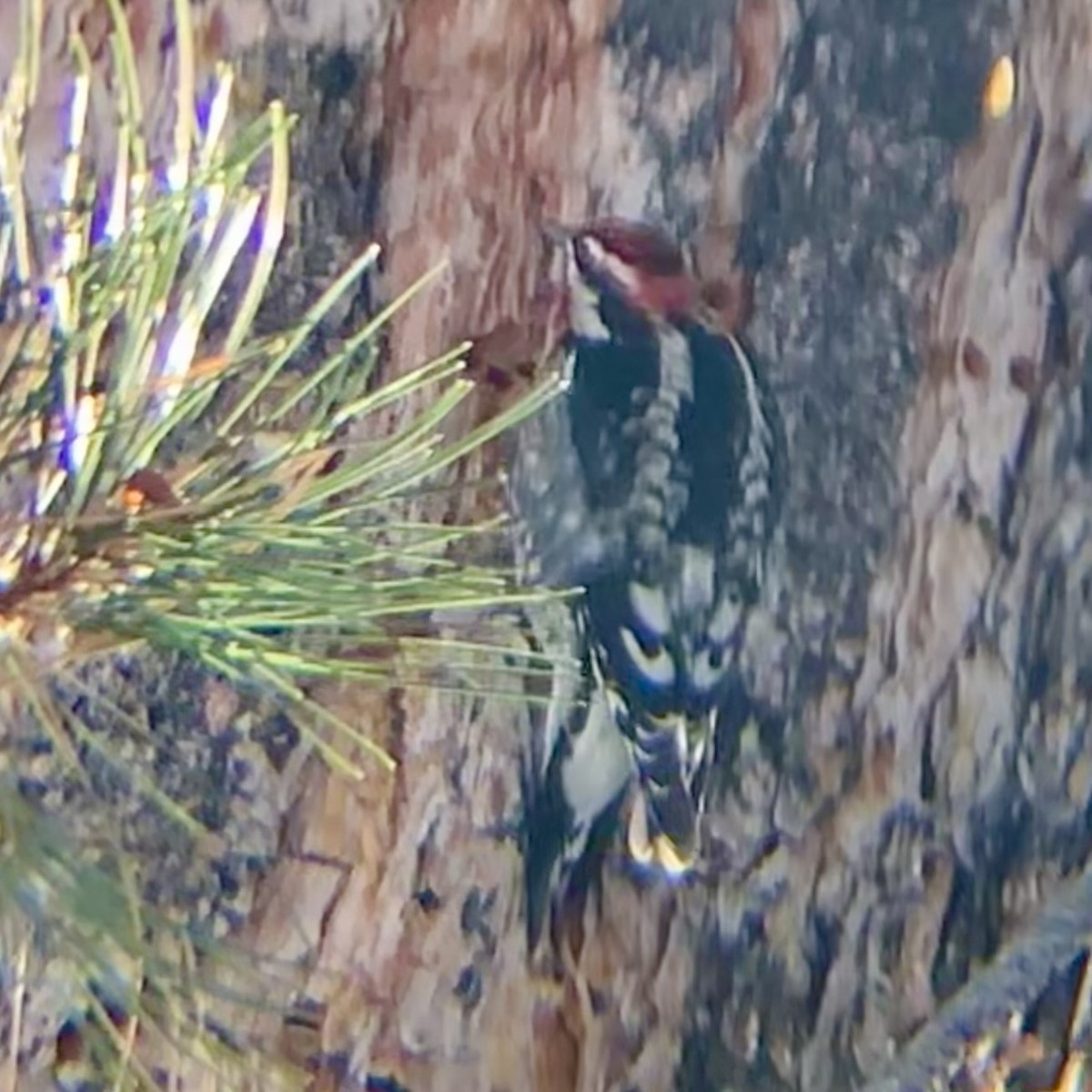Red-naped Sapsucker - ML646340273