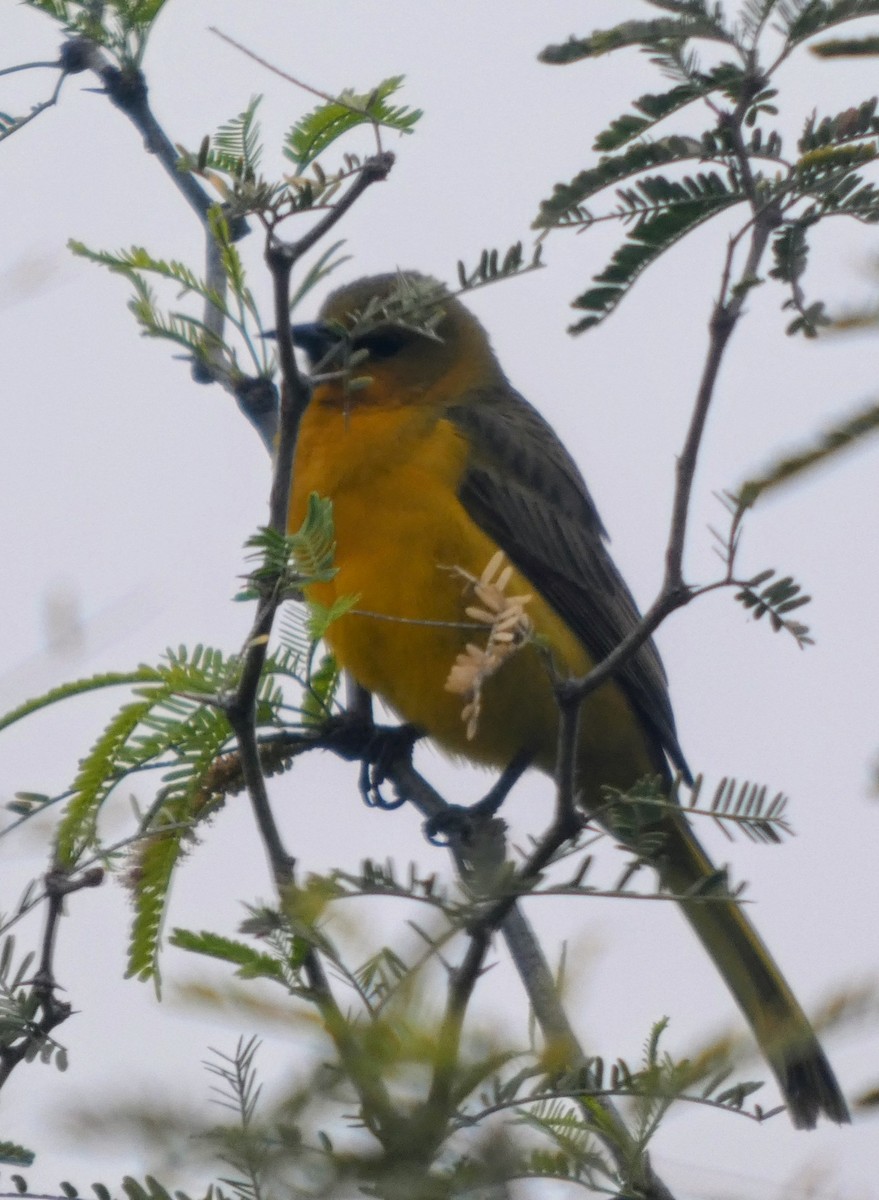 Black-vented Oriole - ML646340276