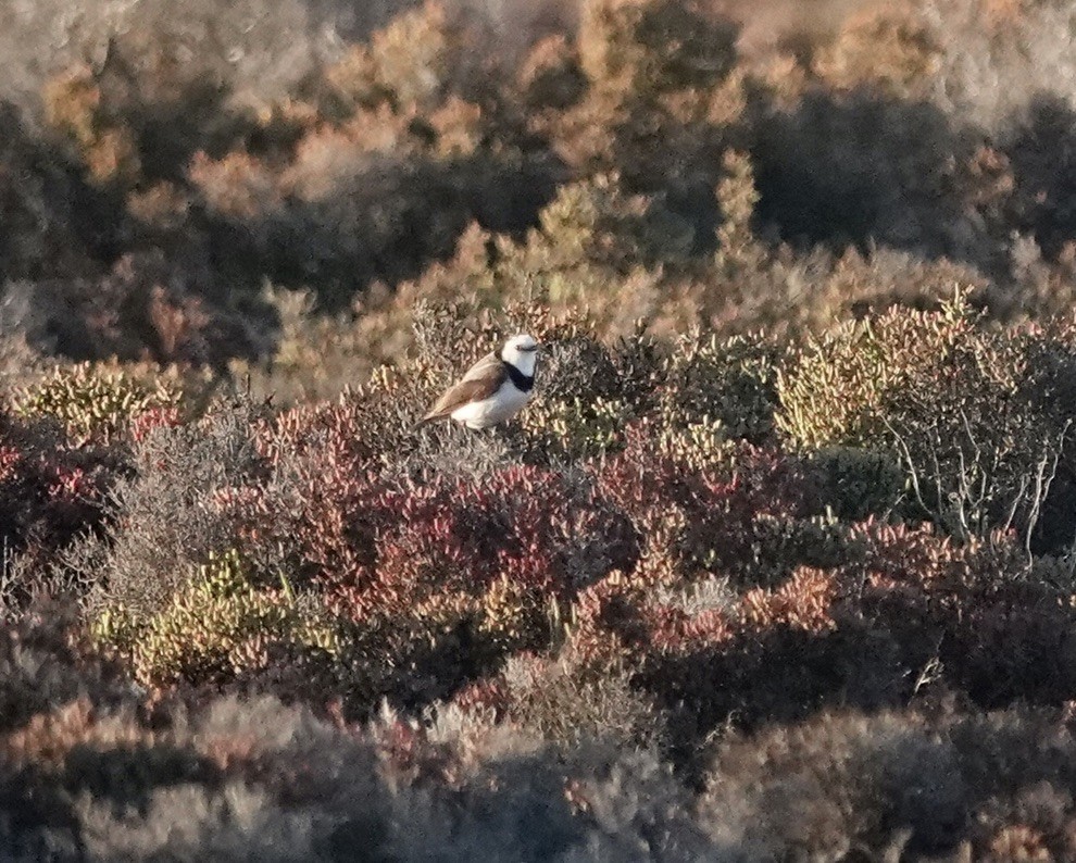 Eptianuro Pío - ML646340278