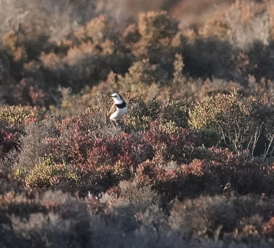 Eptianuro Pío - ML646340279