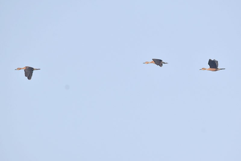 Fulvous Whistling-Duck - ML646340283