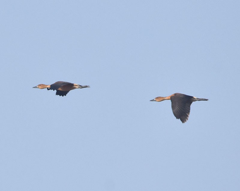 Fulvous Whistling-Duck - ML646340284
