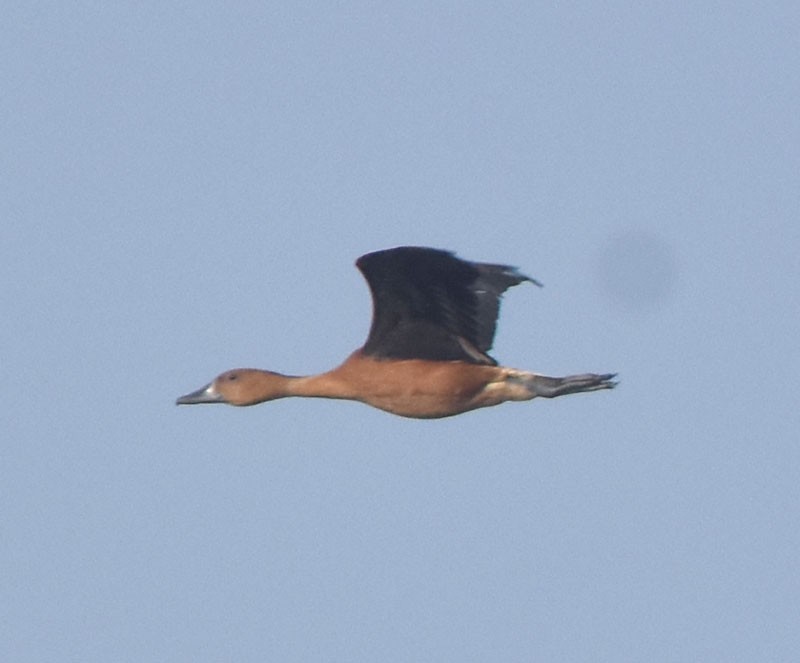 Fulvous Whistling-Duck - ML646340285