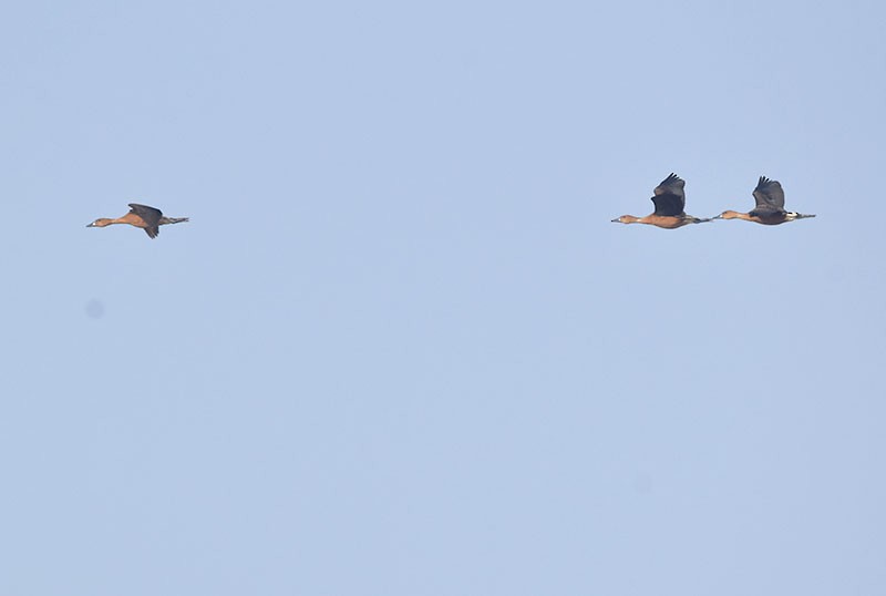 Fulvous Whistling-Duck - ML646340286