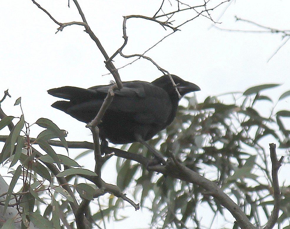 Forest Raven - ML646340288