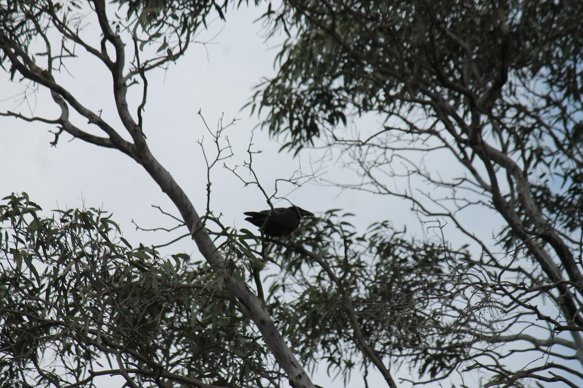 Forest Raven - ML646340289