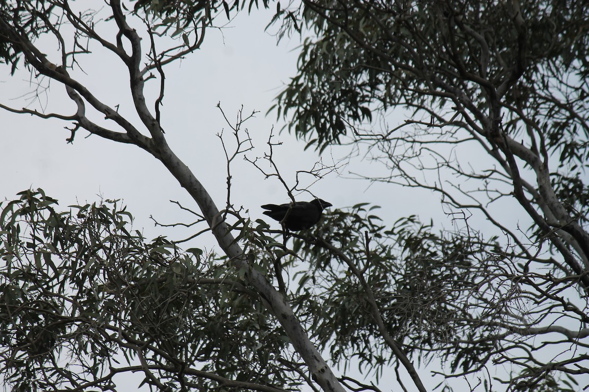 Forest Raven - ML646340290