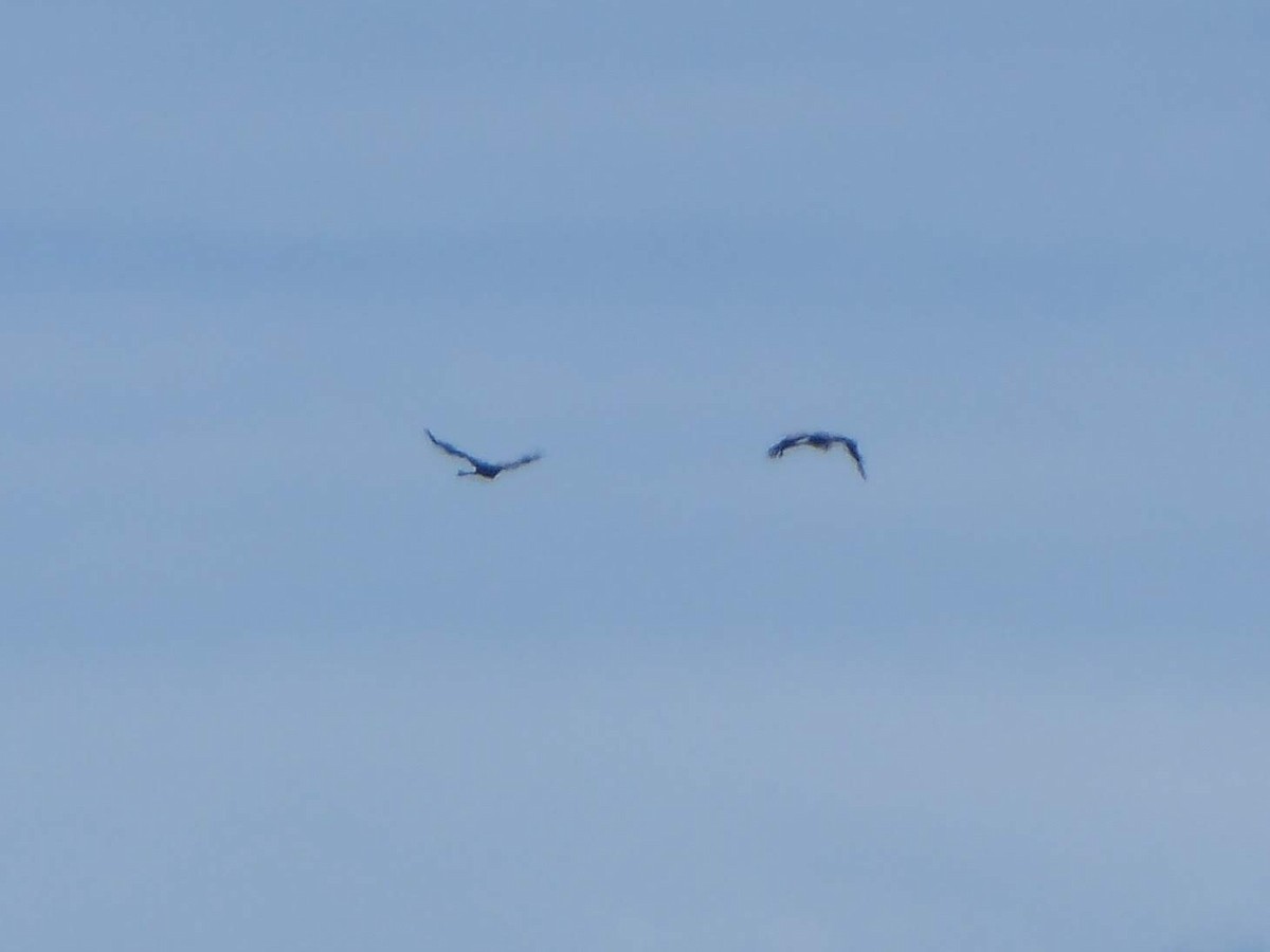 Common Crane - ML646340291