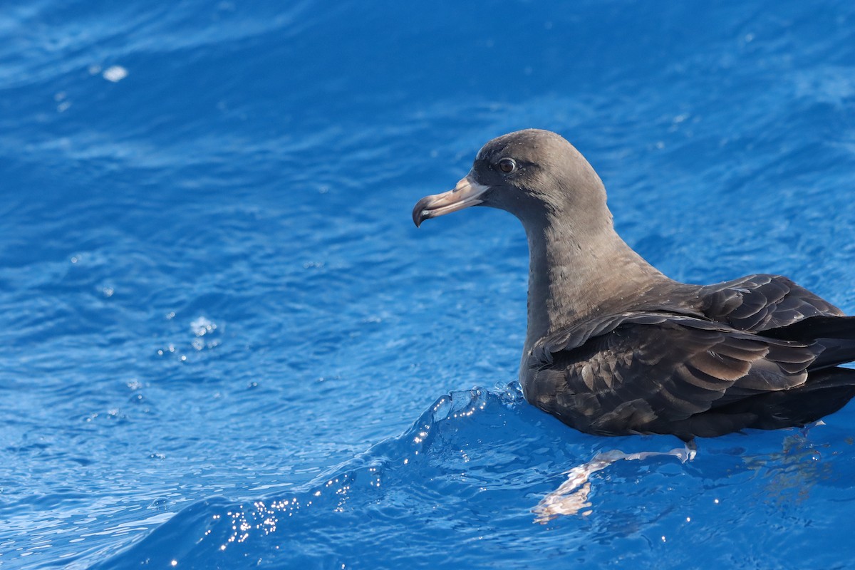 Flesh-footed Shearwater - ML646340292