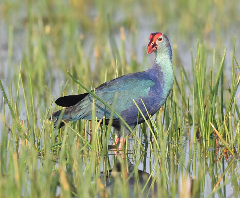Gray-headed Swamphen - ML646340294
