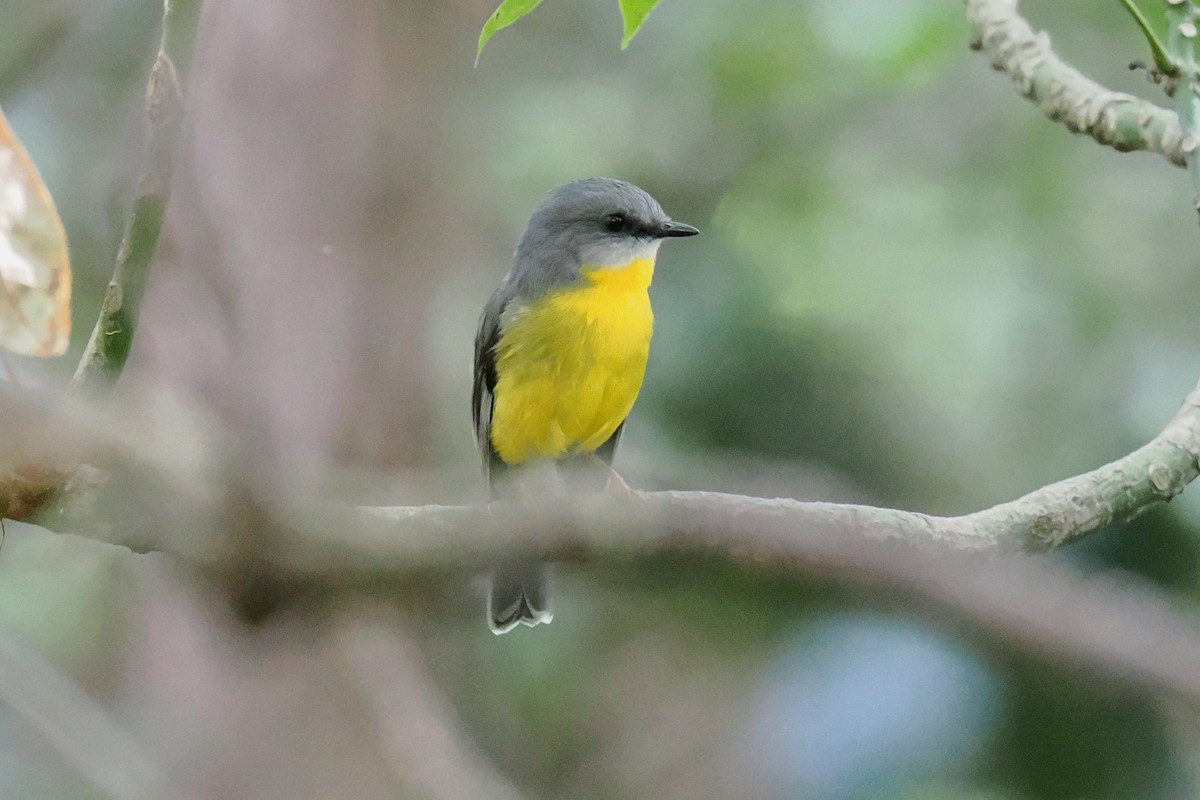 Eastern Yellow Robin - ML646340295