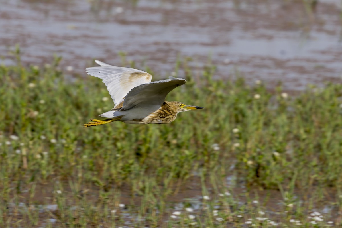 Indian Pond-Heron - ML646340296