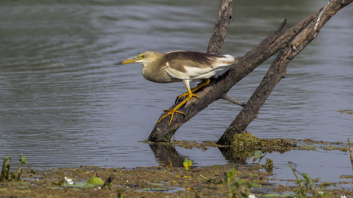 Indian Pond-Heron - ML646340297