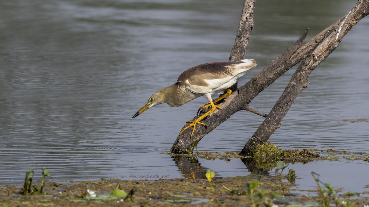 Indian Pond-Heron - ML646340298