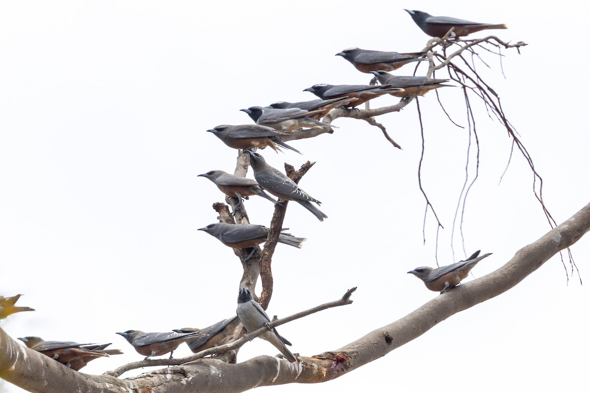 Masked Woodswallow - ML646340299