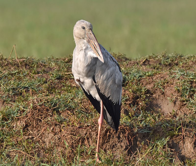 Asian Openbill - ML646340300