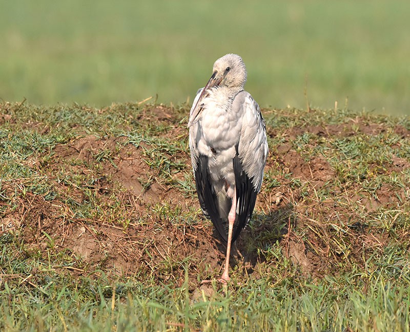 Asian Openbill - ML646340301
