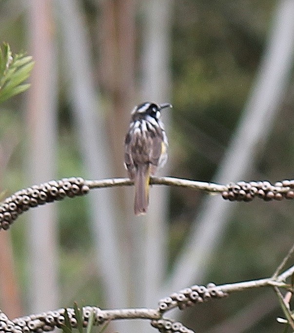 New Holland Honeyeater - ML646340302