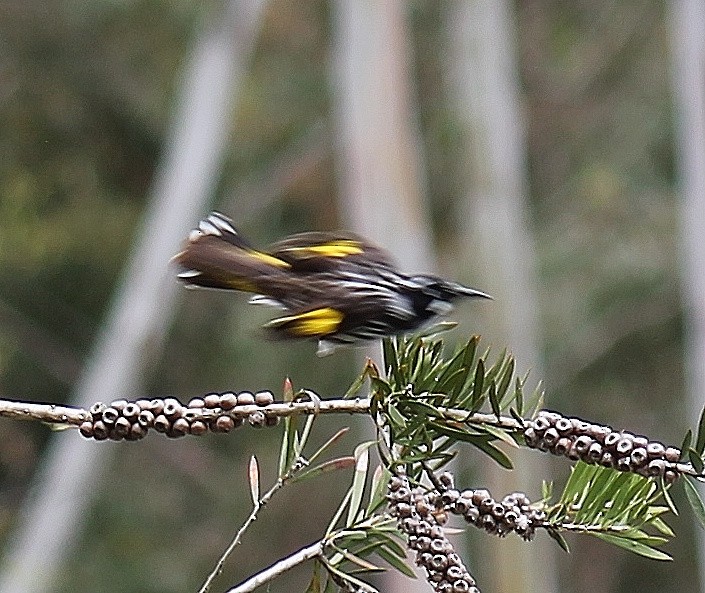 New Holland Honeyeater - ML646340303
