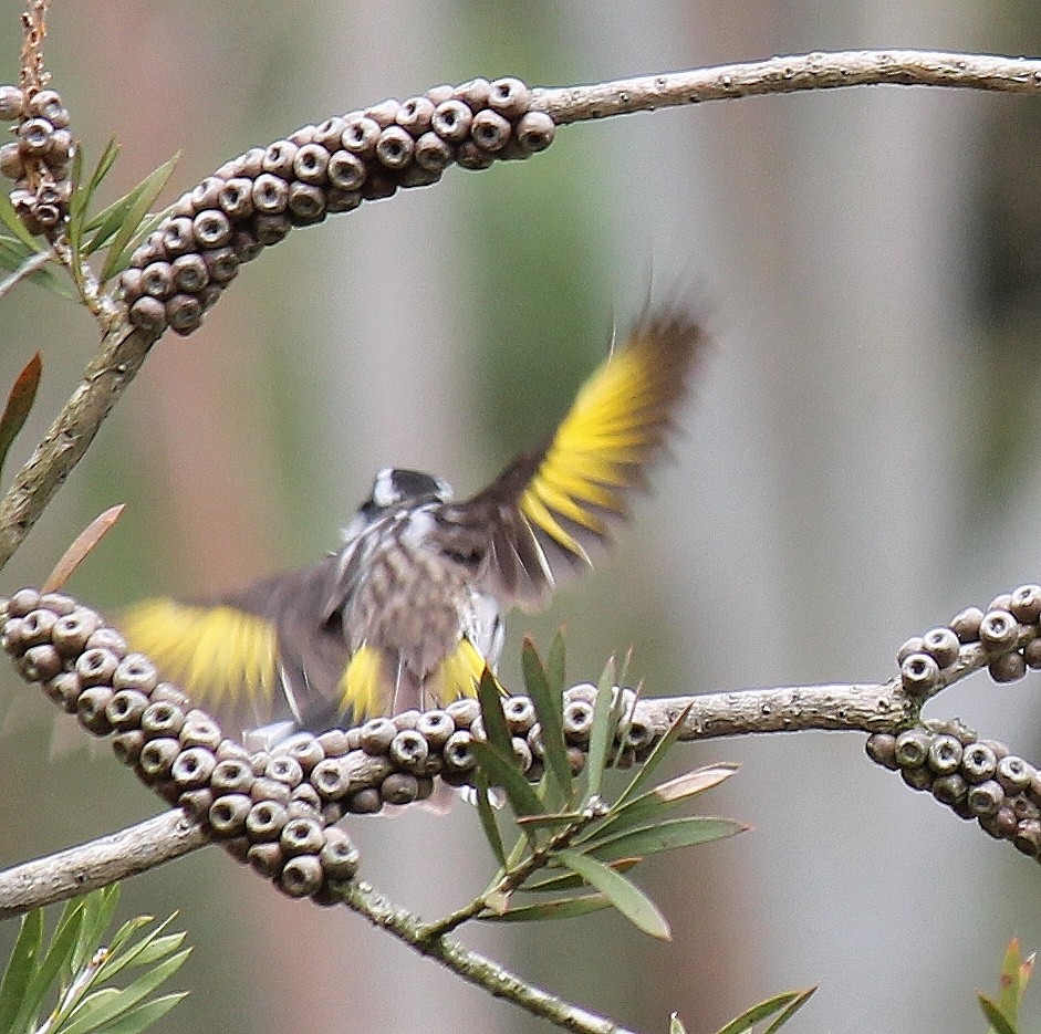 New Holland Honeyeater - ML646340304