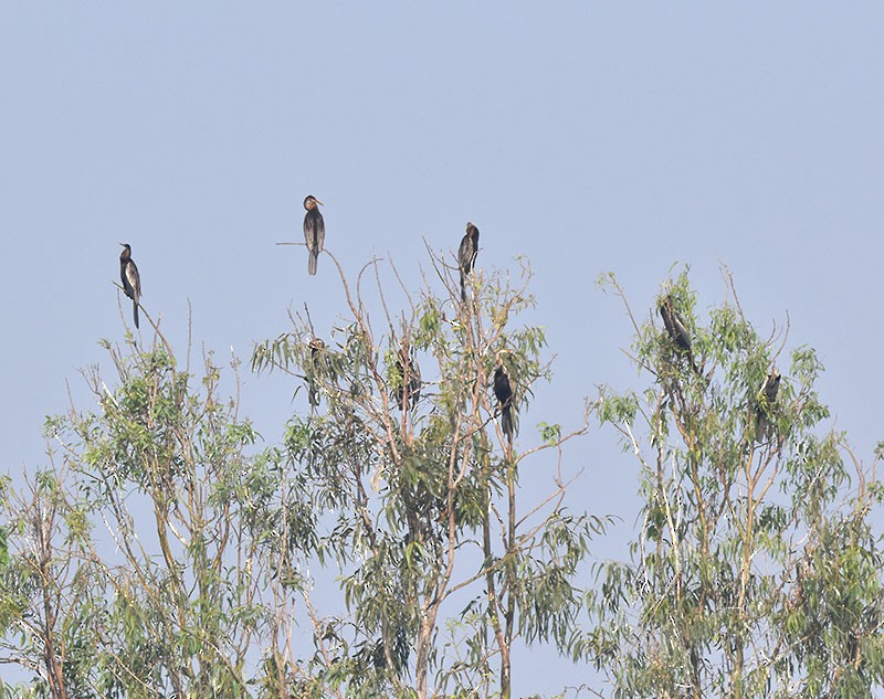 Oriental Darter - ML646340305