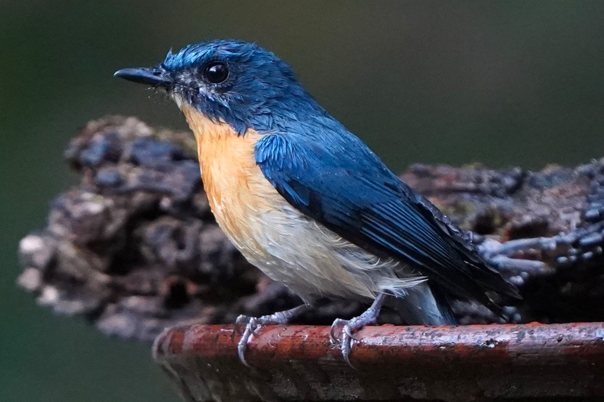 Tickell's Blue Flycatcher - ML646340306