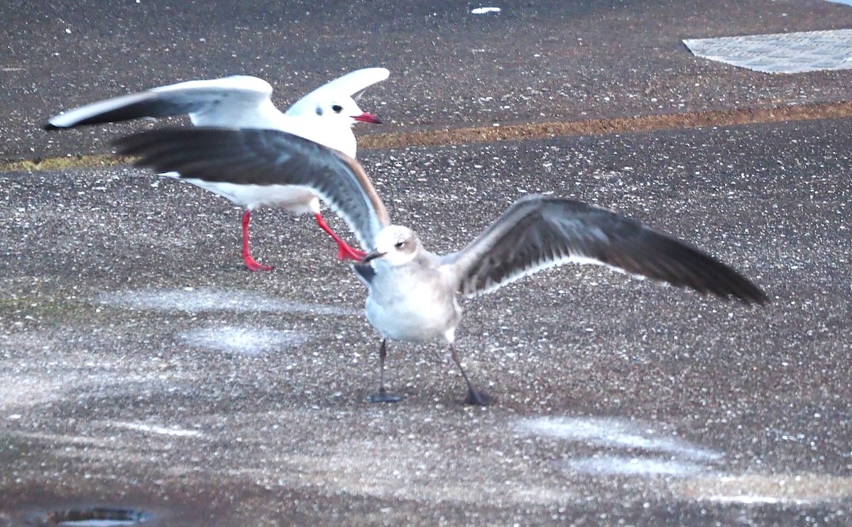 Laughing Gull - ML646340307