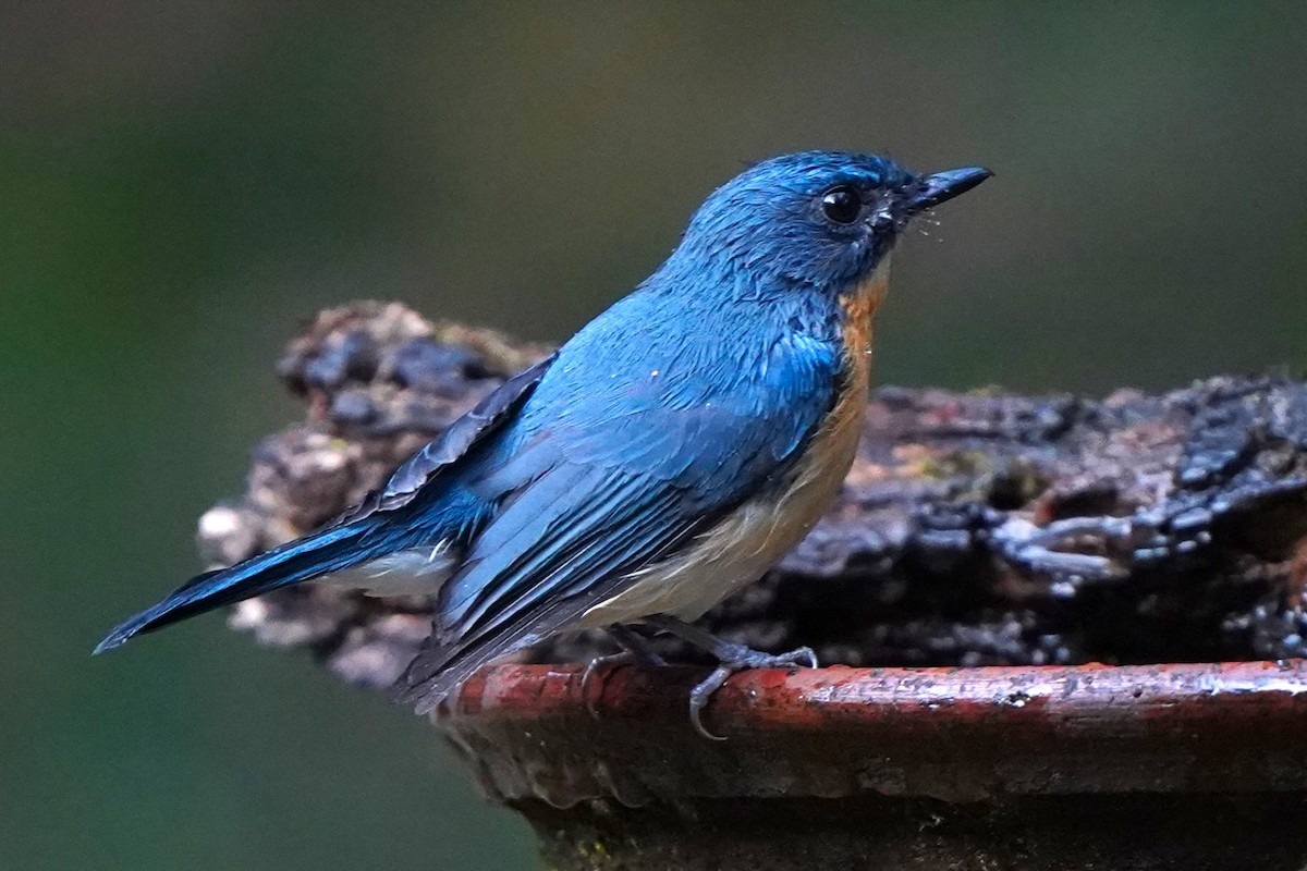 Tickell's Blue Flycatcher - ML646340309