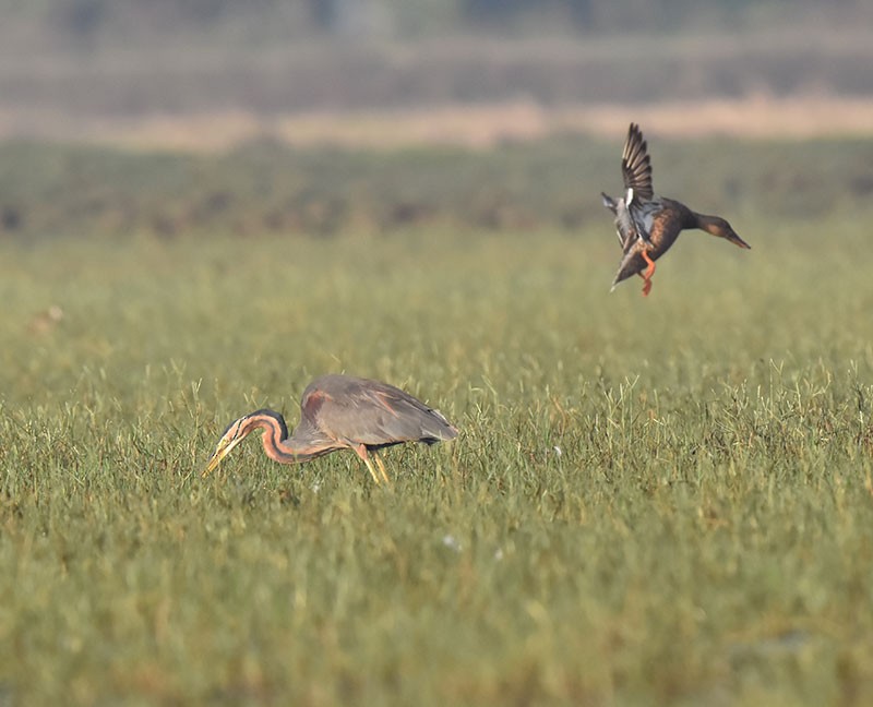 Purple Heron - ML646340310