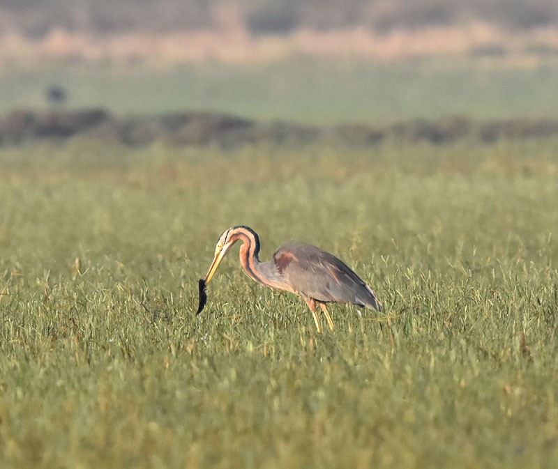 Purple Heron - ML646340311