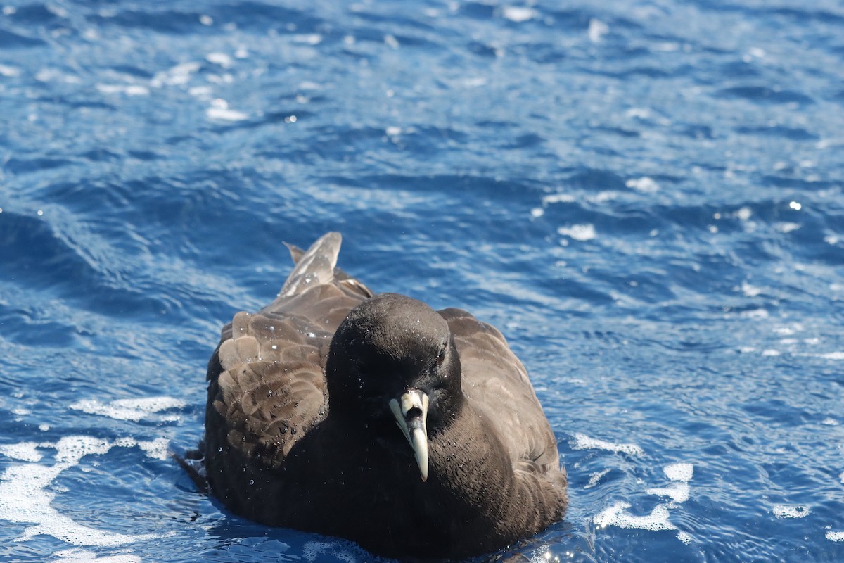 White-chinned Petrel - ML646340312