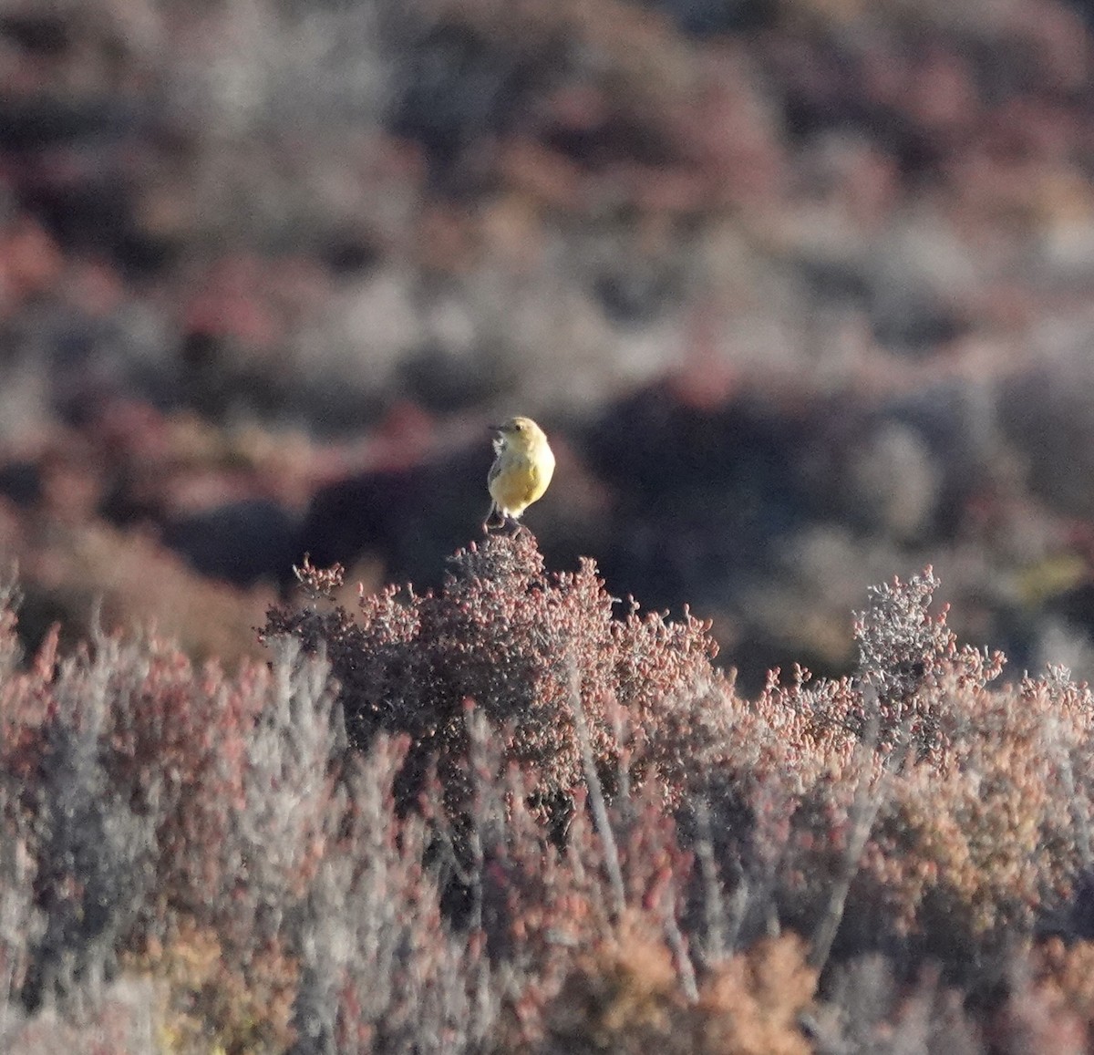 Orange Chat - ML646340314