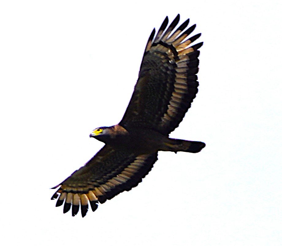 Crested Serpent-Eagle - ML646340317